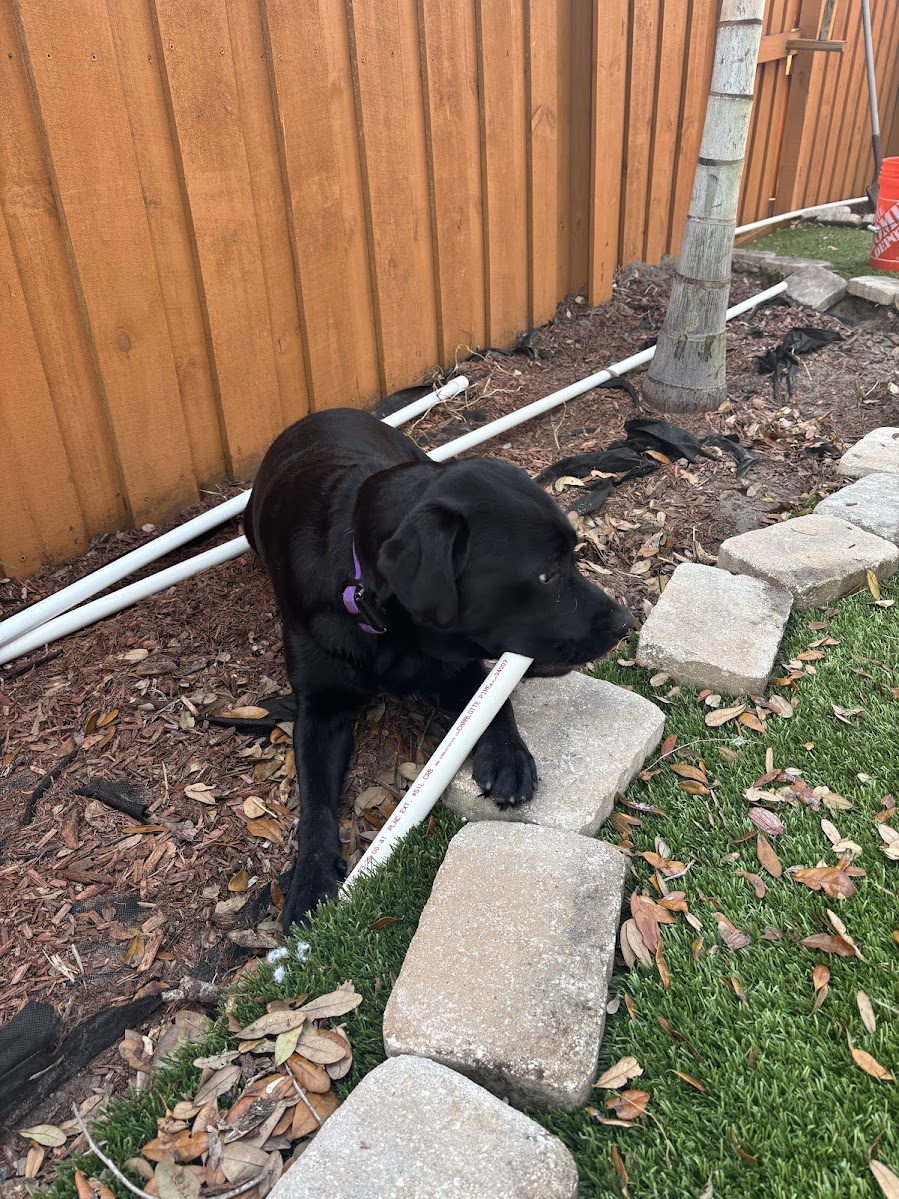 Olive the black lab that inspired the Black Lab Deals name